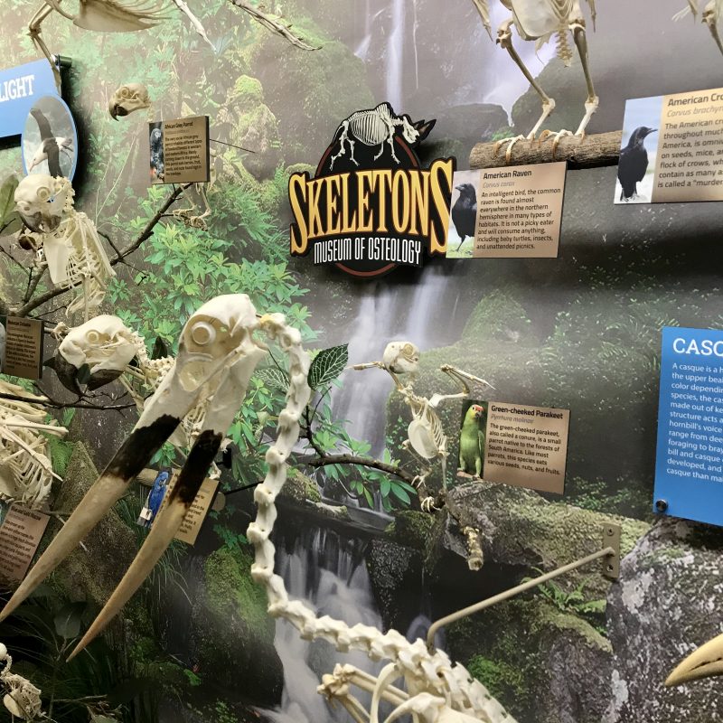 Display of bird skeletons in a natural setting with 'Museum of Osteology' branding.