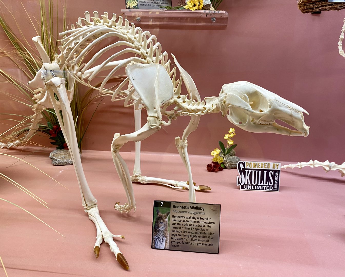 Wallaby skeleton with a label on a pink surface