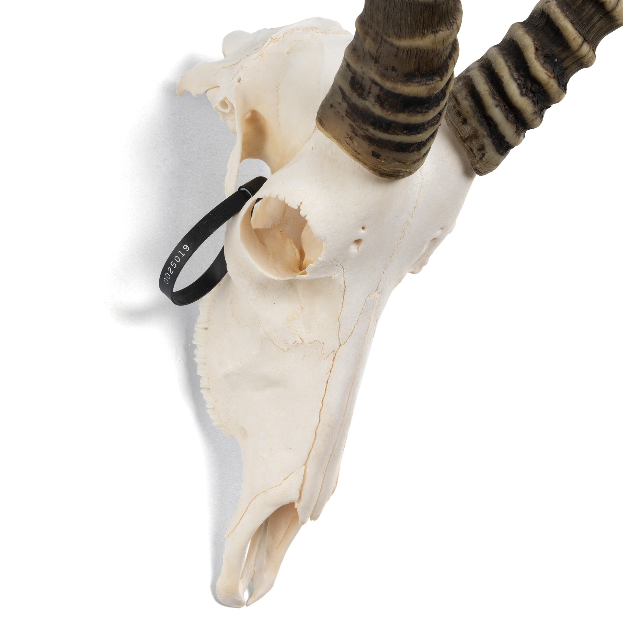 Real Blesbok Skull For Sale – SKELETONS: Museum of Osteology