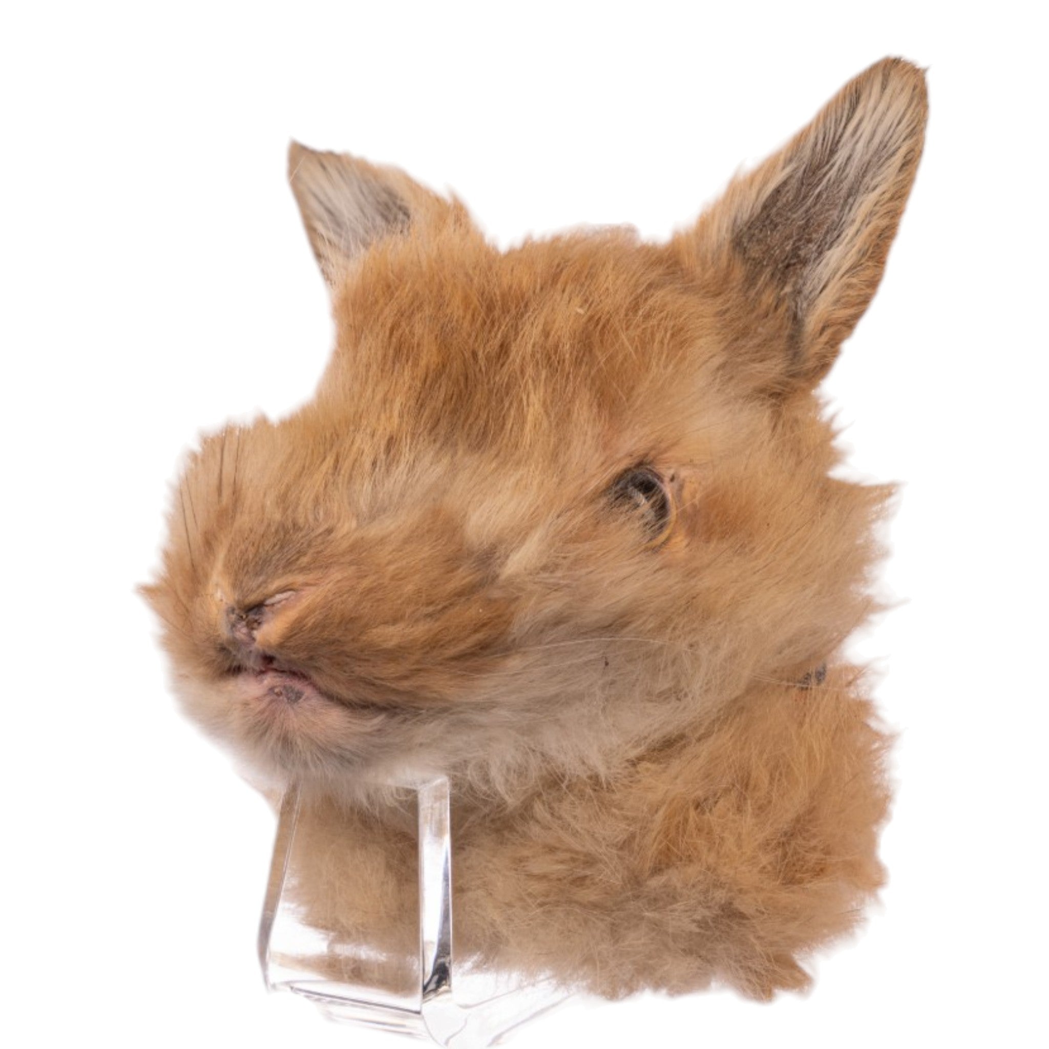 Taxidermy Class - Rabbit Shoulder Mount