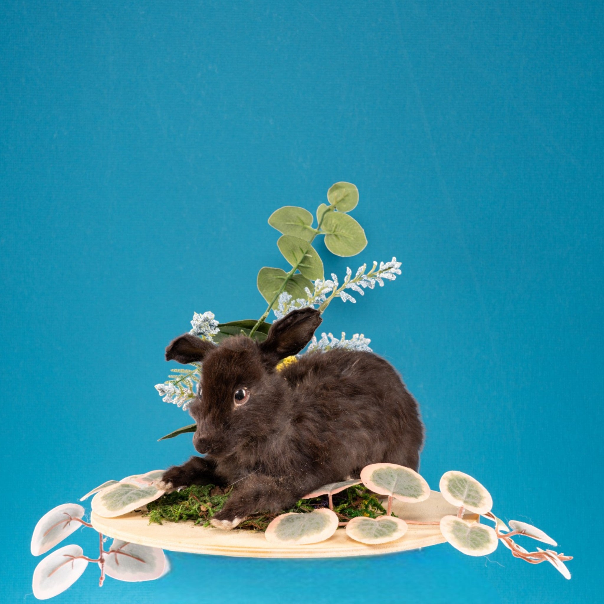 Taxidermy Class - Rabbit Full Body