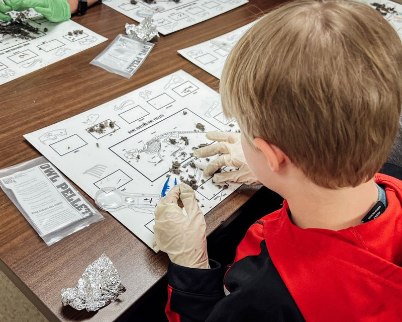 Child dissecting an owl pellet with a guide