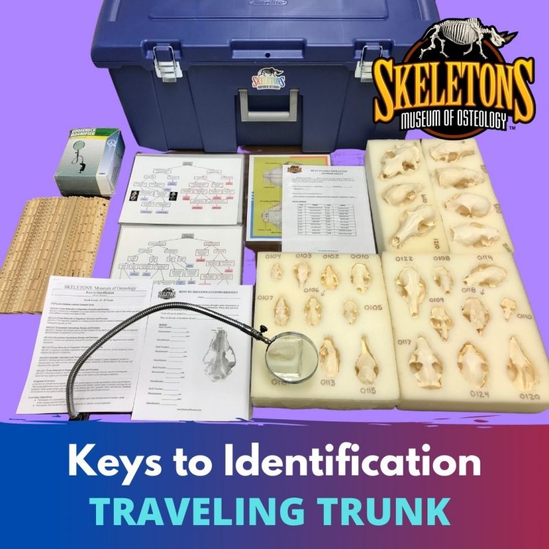 Traveling trunk with educational materials and skeleton models on a purple background, featuring the Skeletons Museum of Osteology logo.