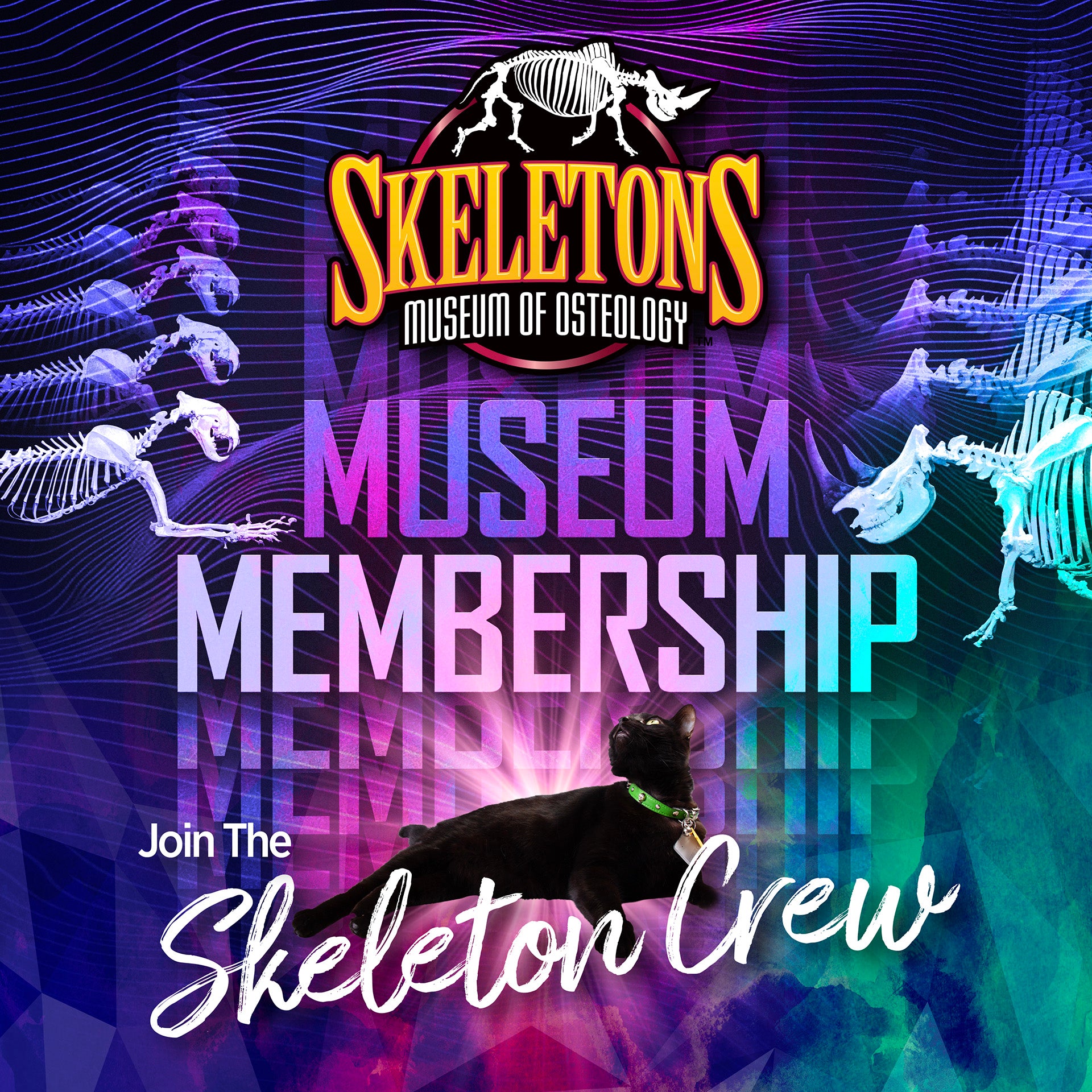 12 Month Museum Membership