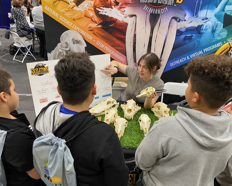 Children at an event visit a table with animal skulls and information about them.
