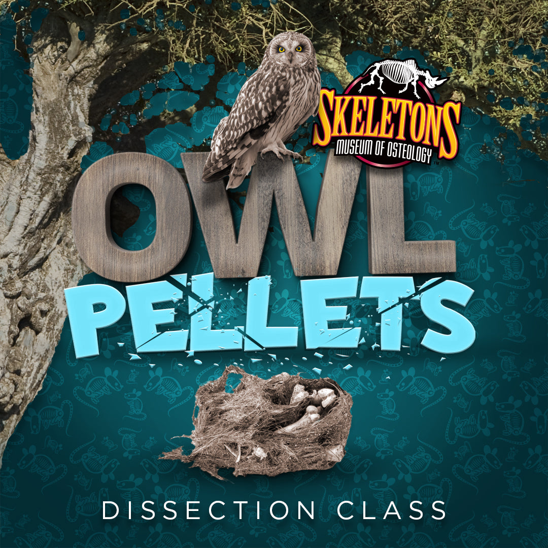 Owl Pellet Dissection Classes
