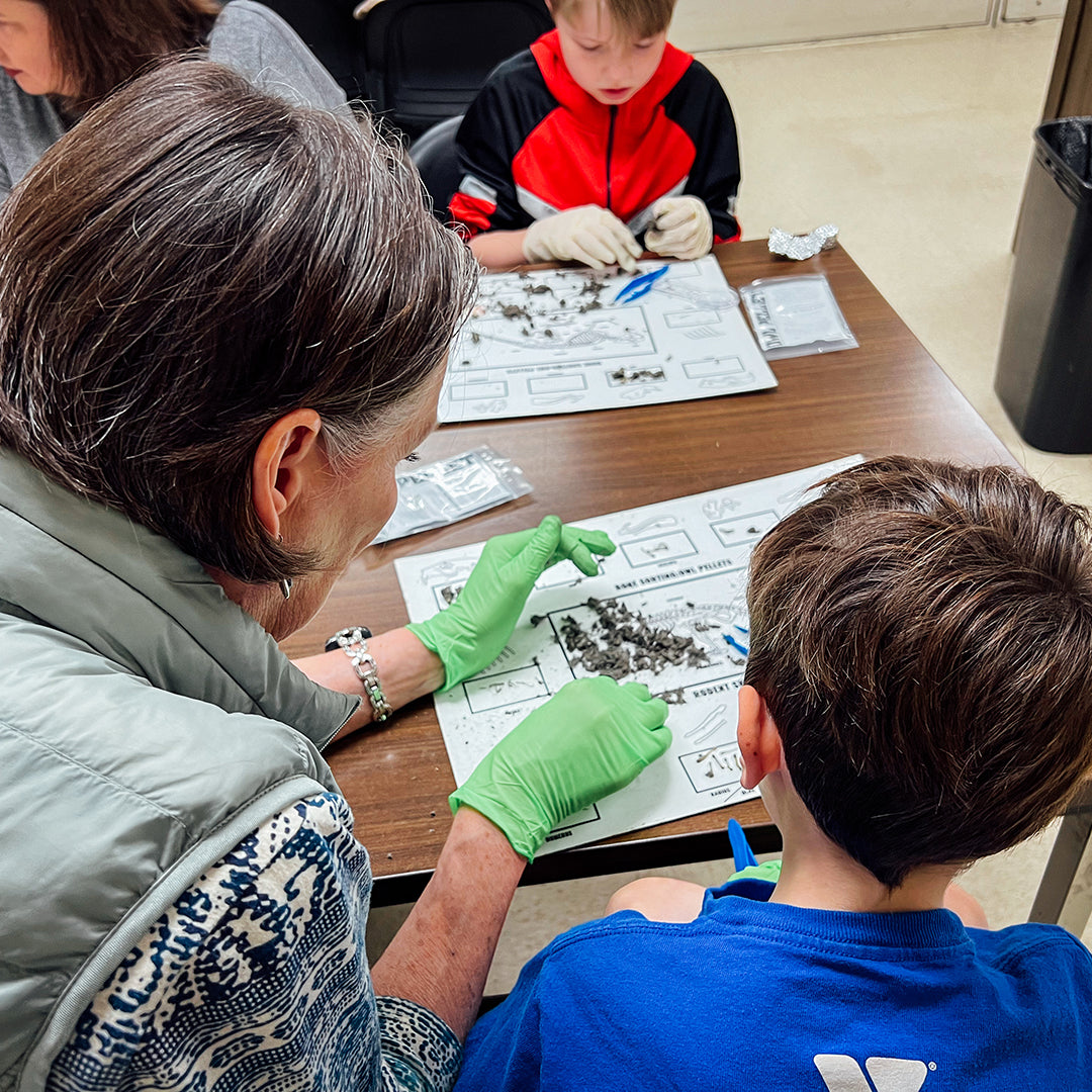 Owl Pellet Dissection Classes