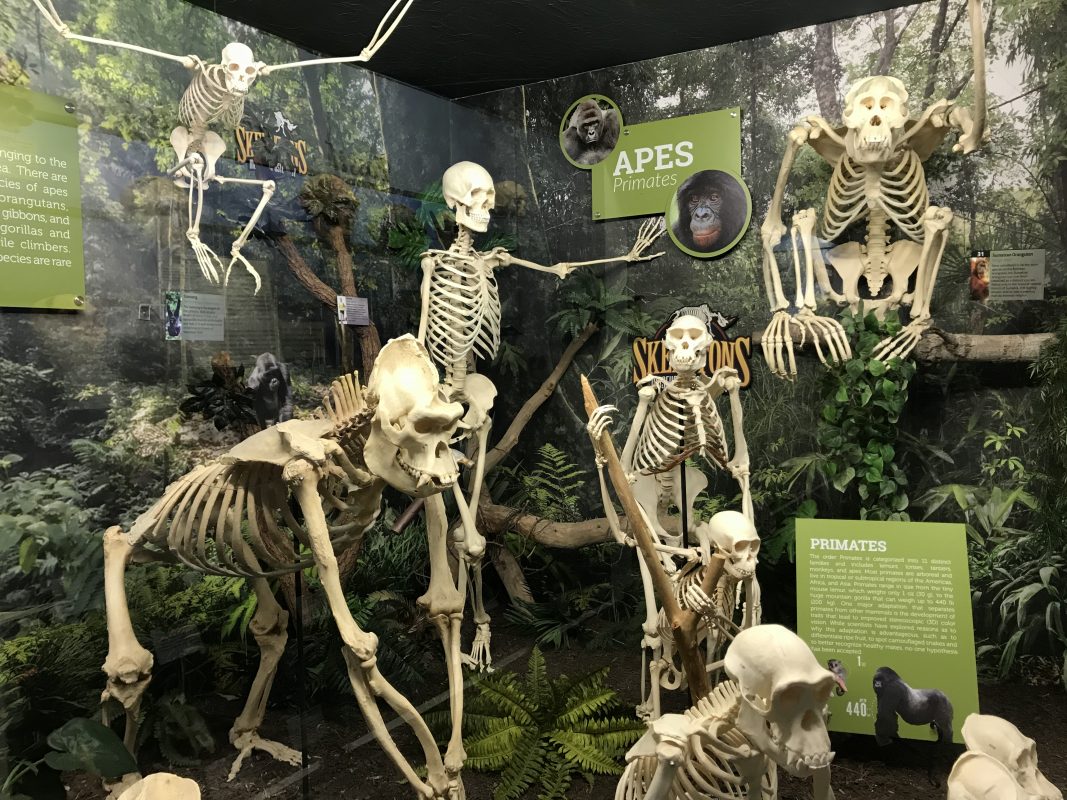 Display of primate skeletons in a naturalistic setting with educational signs.