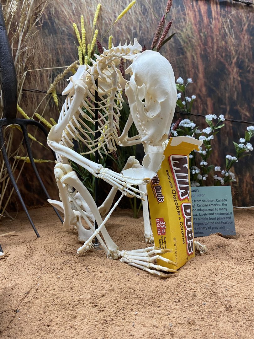 Skeletal racoon holding a box of candy in a desert-like setting