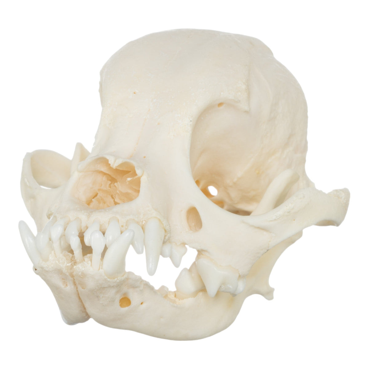 Real Domestic Dog Skull Shih Tzu – SKELETONS: Museum of Osteology