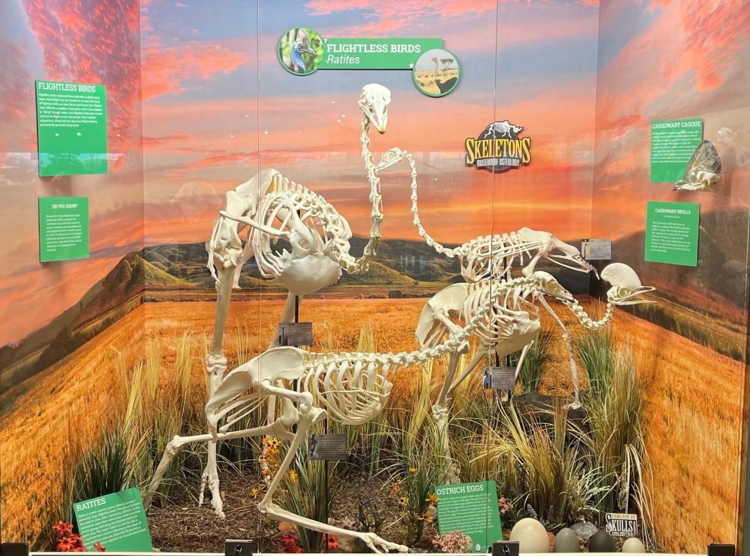 Display of bird skeletons in a naturalistic setting with educational signs.