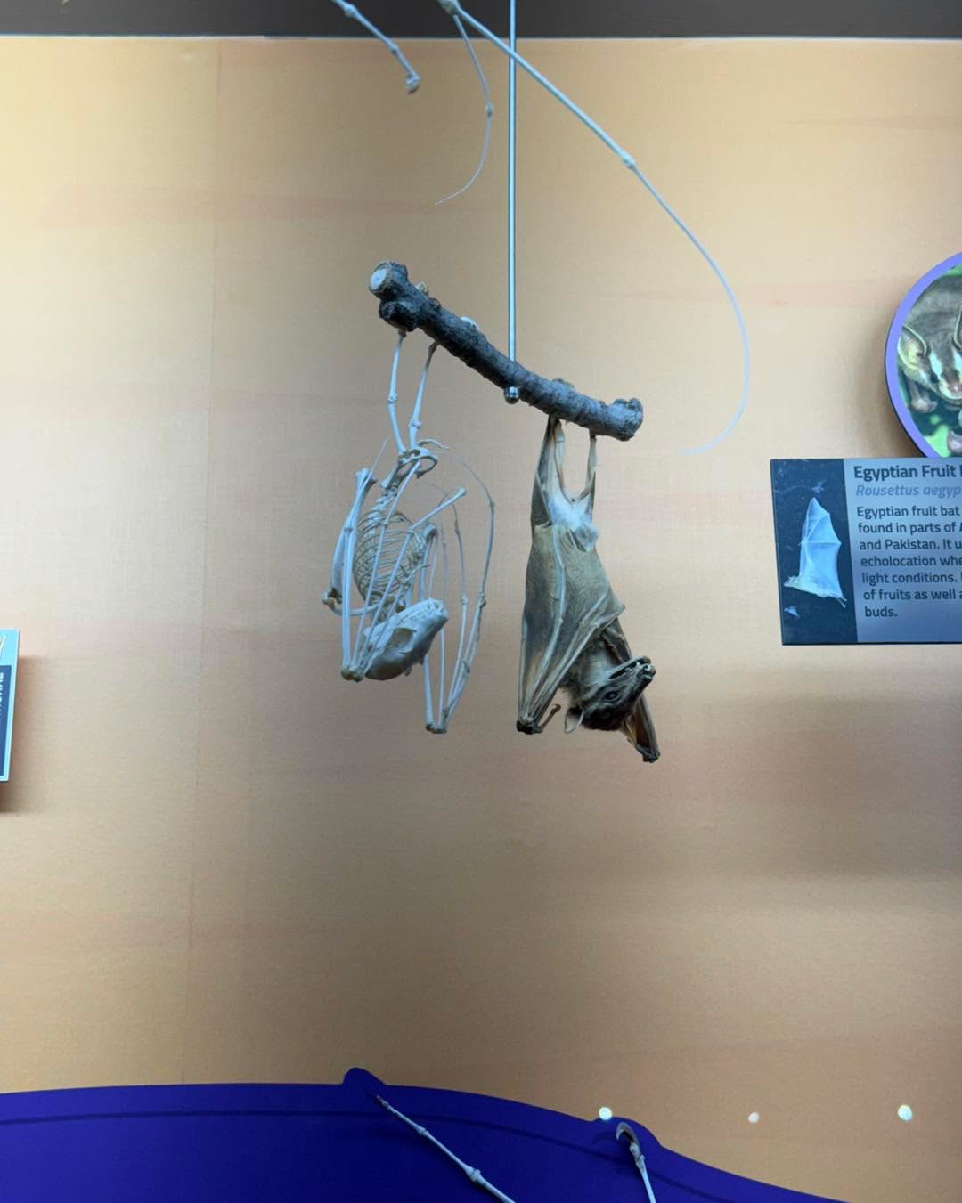 An Egyptian fruit bat skeleton hanging beside a preserved fruit bat in the Museum of Osteology.