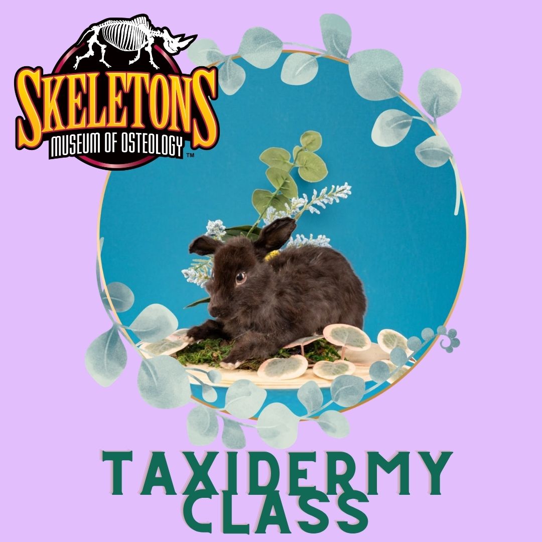 Taxidermy Class - Rabbit Full Body