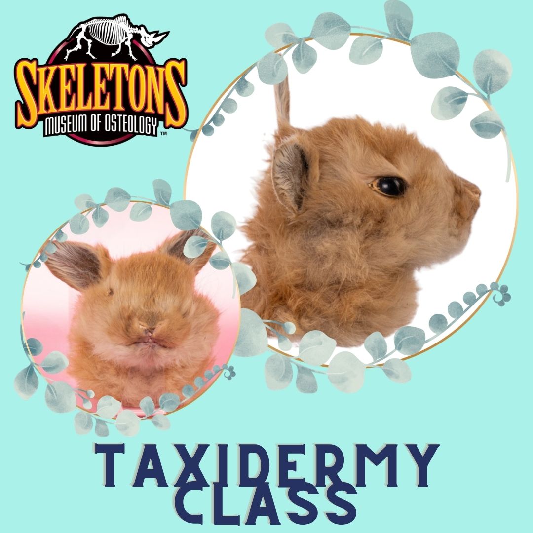 Taxidermy Class - Rabbit Shoulder Mount
