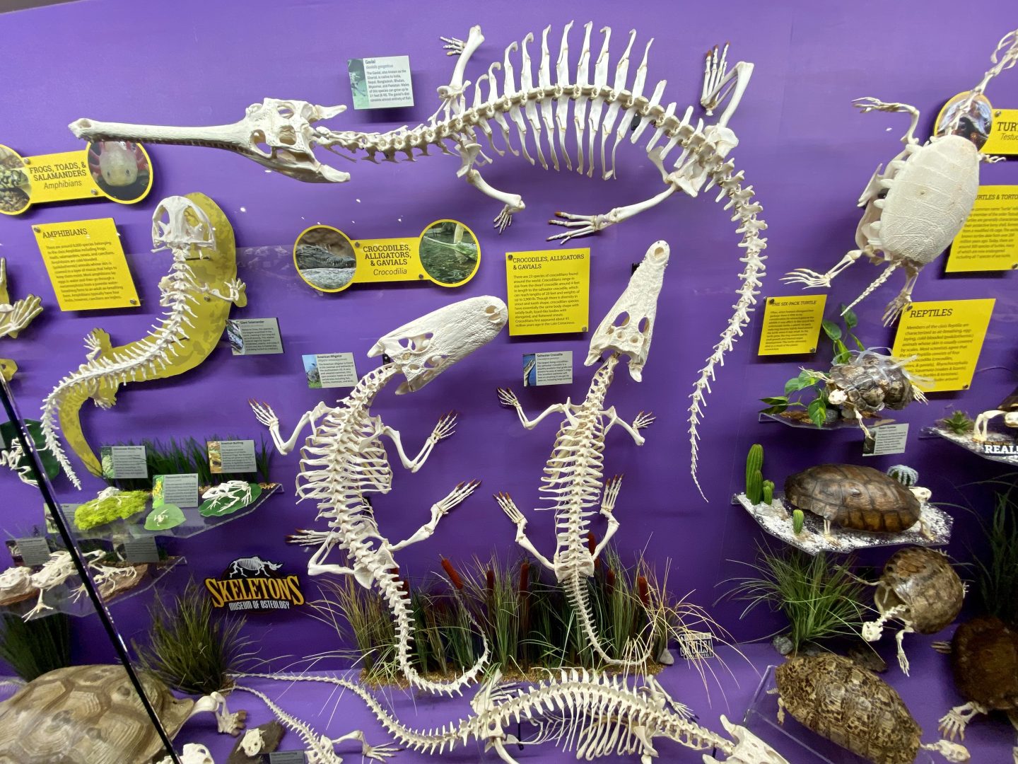 Display of Crocodilian skeletons on a purple background with informational signs.