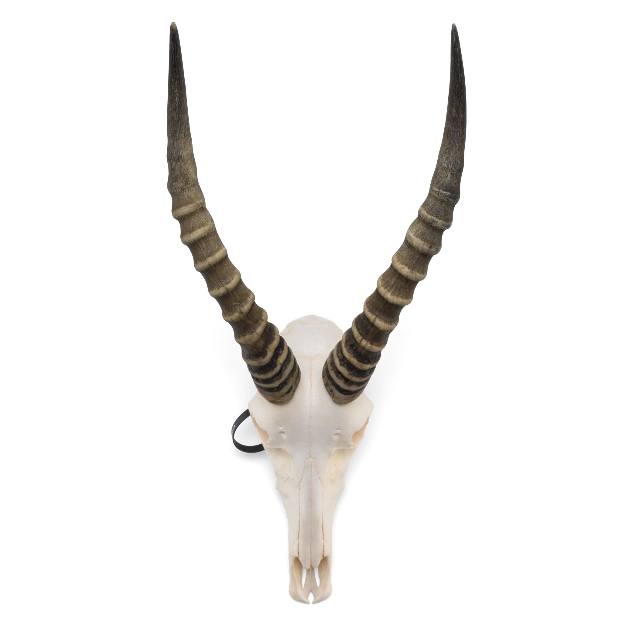 ブレスボック（Blesbok）スカルホーン Real Blesbok Skull For Sale – SKELETONS: Museum of Osteology