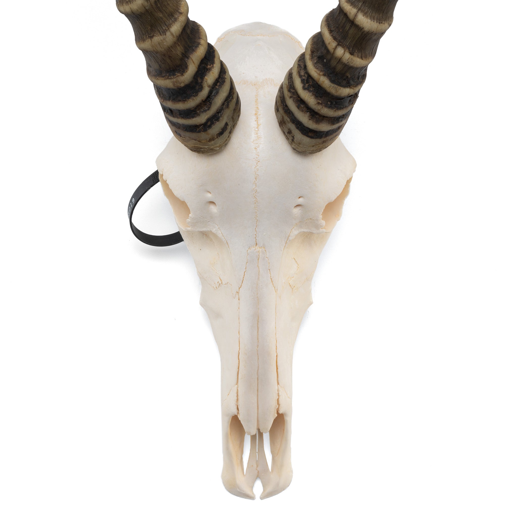 ブレスボック（Blesbok）スカルホーン Real Blesbok Skull For Sale – SKELETONS: Museum of Osteology