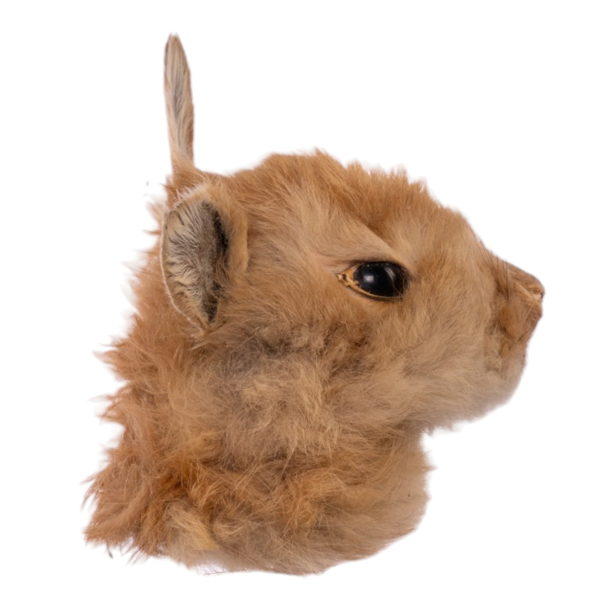 Taxidermy Class - Rabbit Shoulder Mount