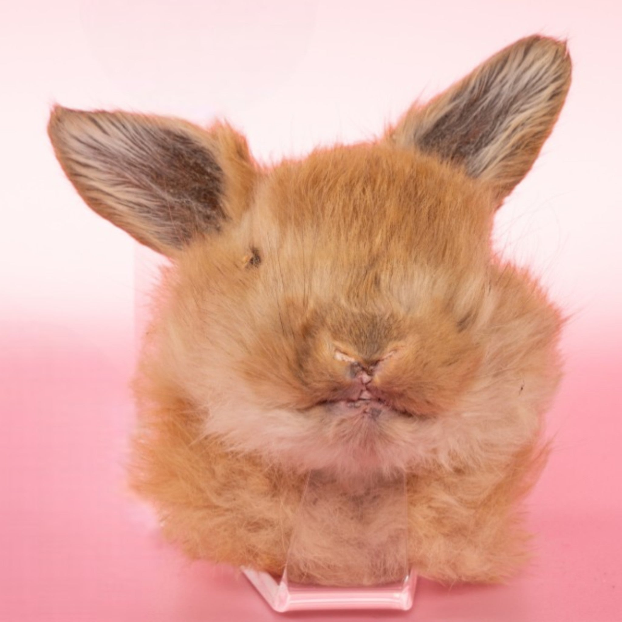 Taxidermy Class - Rabbit Shoulder Mount