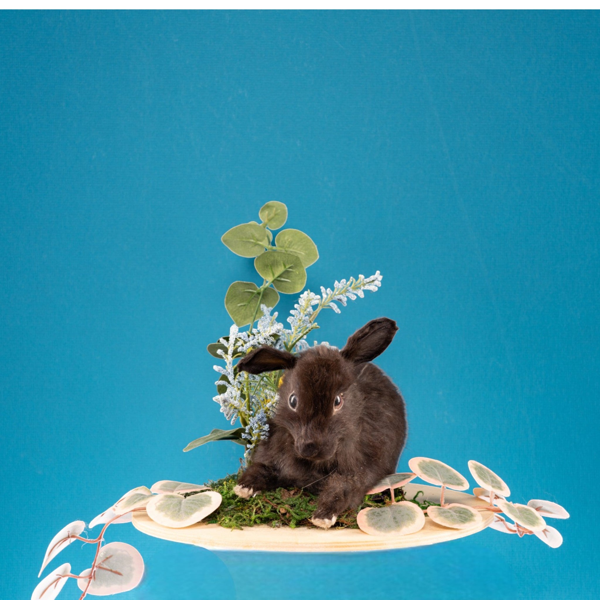 Taxidermy Class - Rabbit Full Body