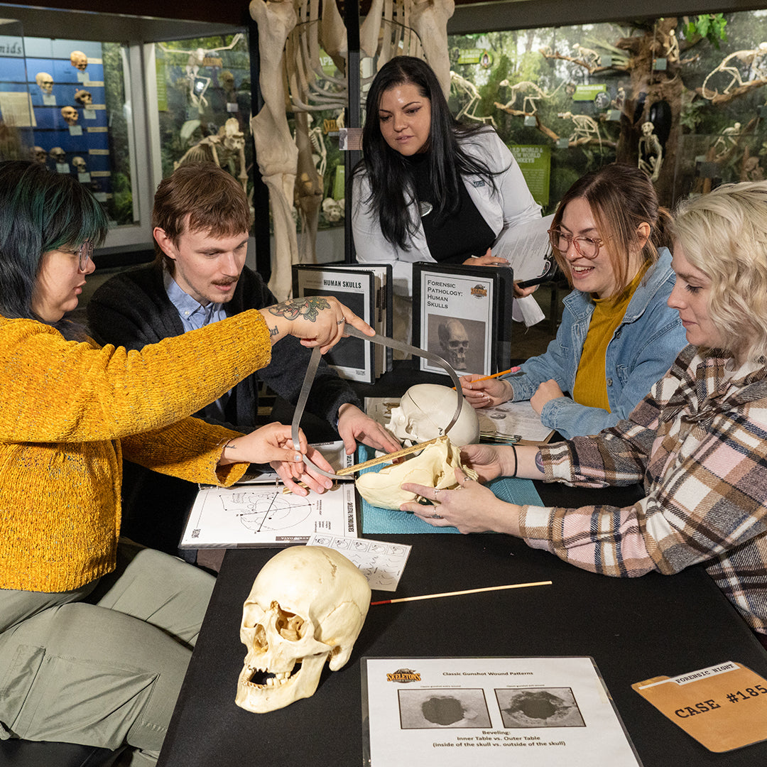 Group of people examining a skull with calipers in a museum setting