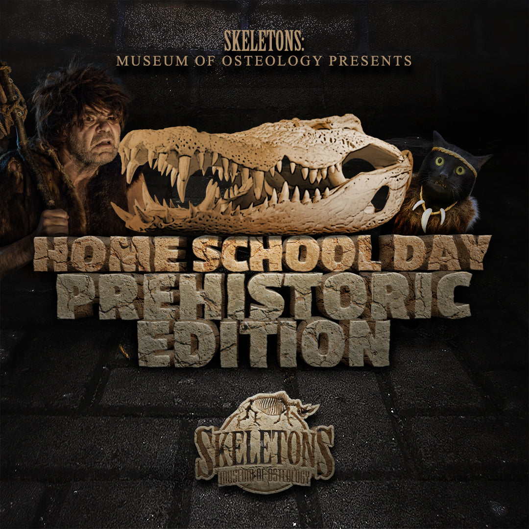 Prehistoric skull with text about a homeschool day museum event on a dark background