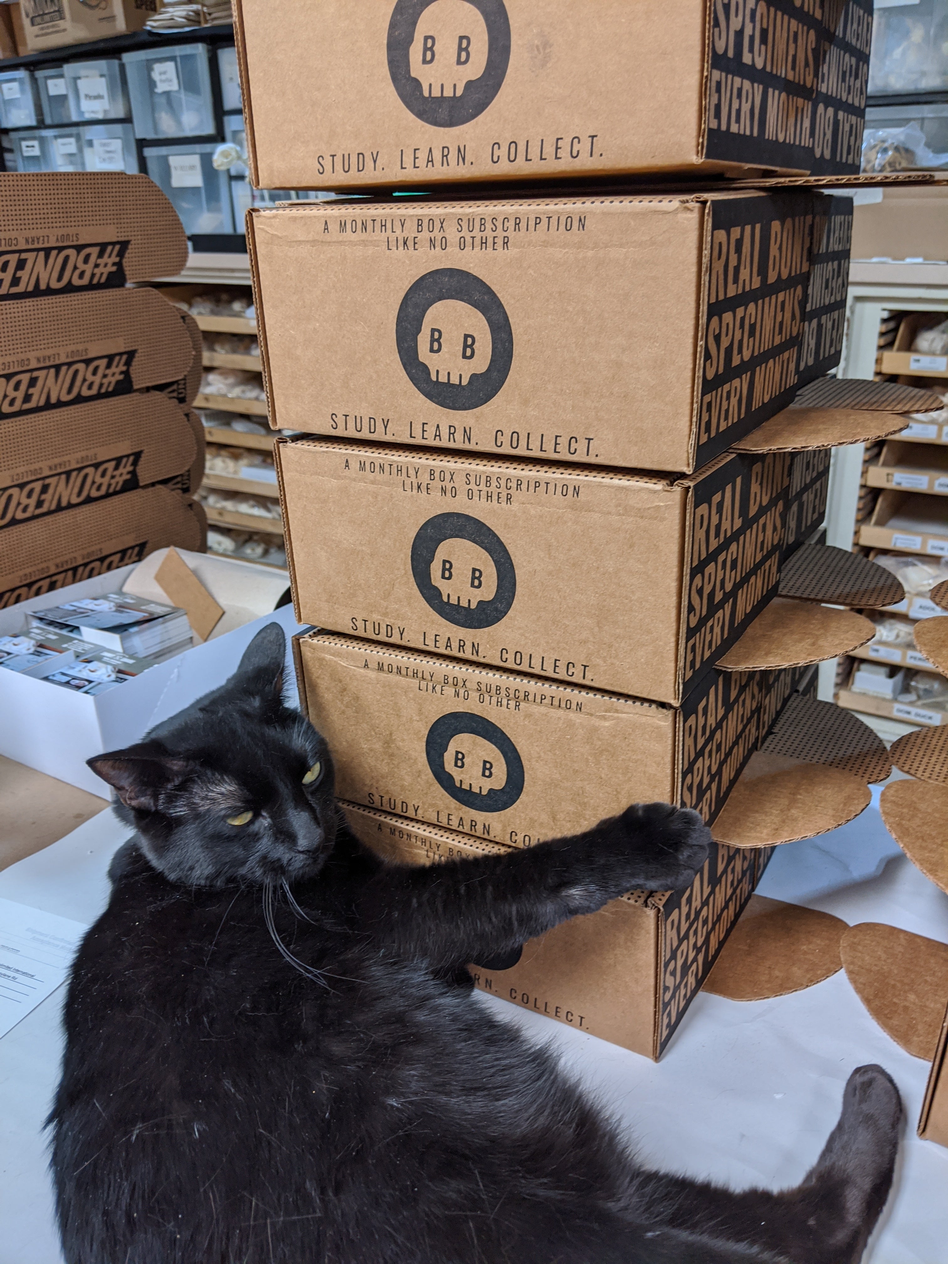 Indiana Bones interacting with stacked boxes labeled 'BB' on a white surface.