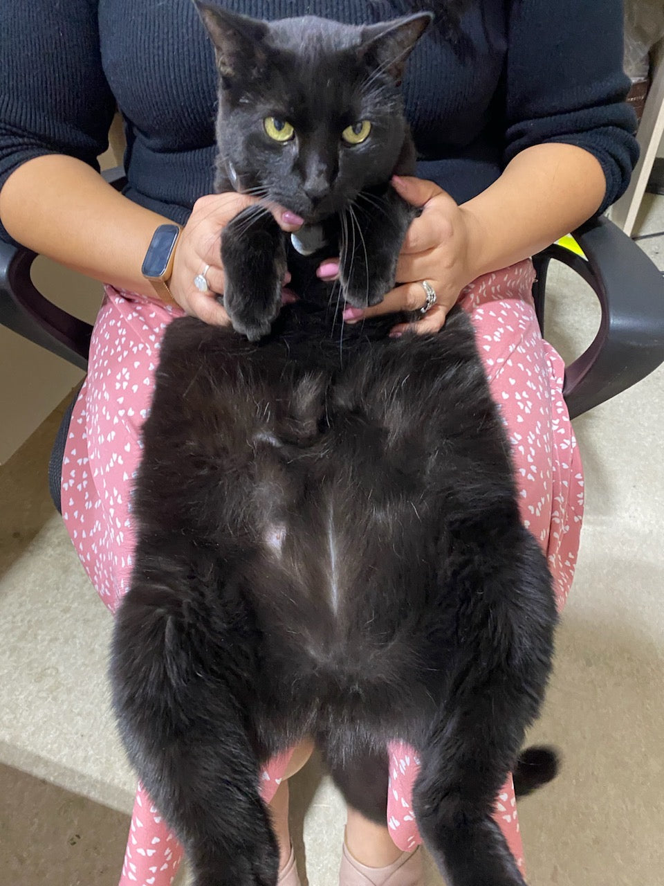 Person holding a black cat on their lap with a chair and carpeted floor in the background