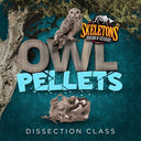 Owl Pellet Dissection Classes