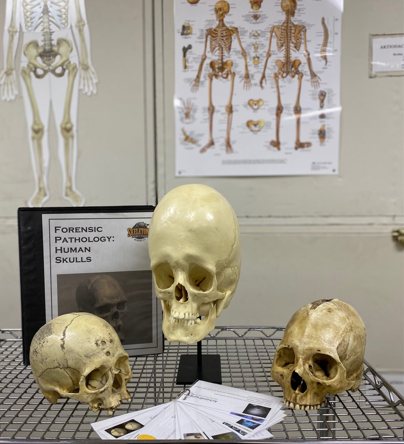 Forensic Pathology Night