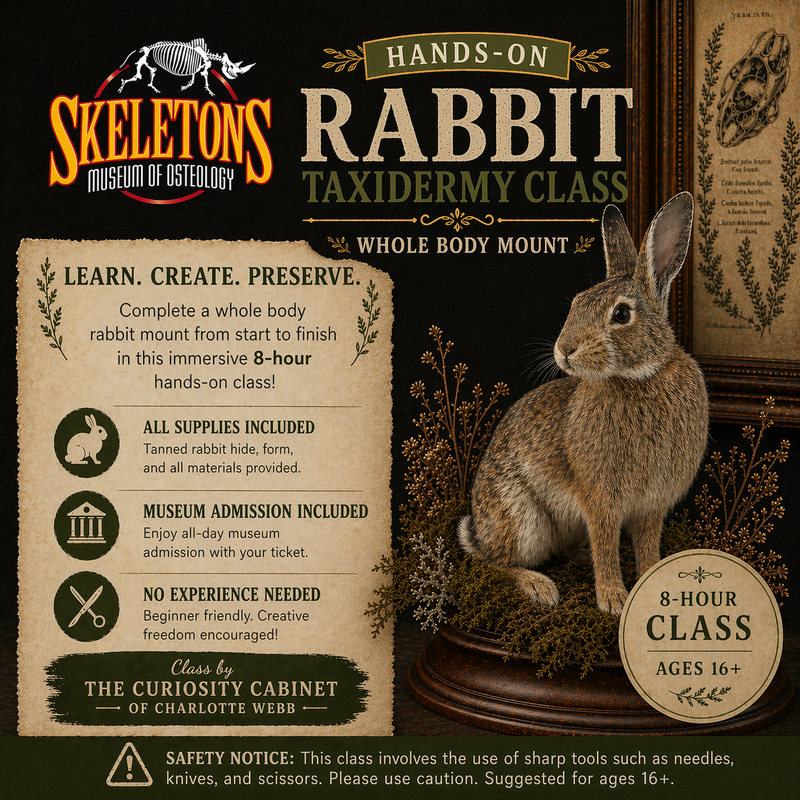 Class Rabit Taxidermy Class - Rabbit Full Body – SKELETONS: Museum of Osteology
