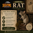 Taxidermy Class - Rat