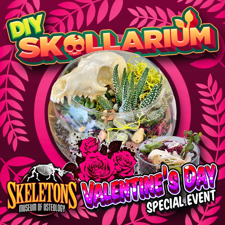 Skullarium Valentines Day Class