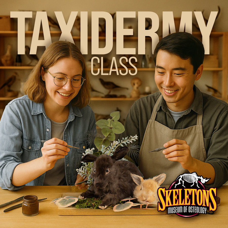 Taxidermy Class - Rabbit Shoulder Mount