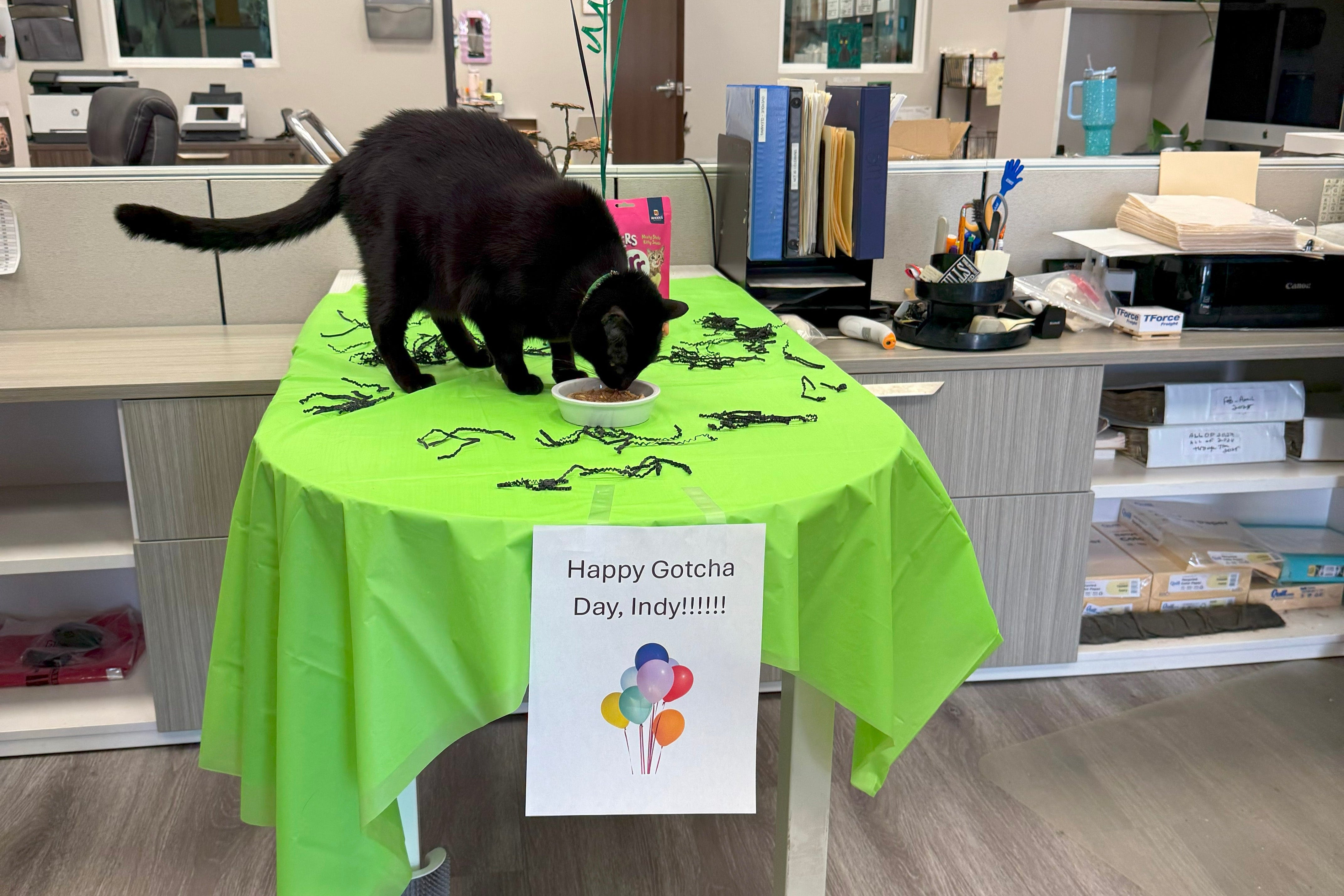 Indy on a table with a green tablecloth and 'Happy Gotcha Day, Indy!!!!' sign in an office setting.