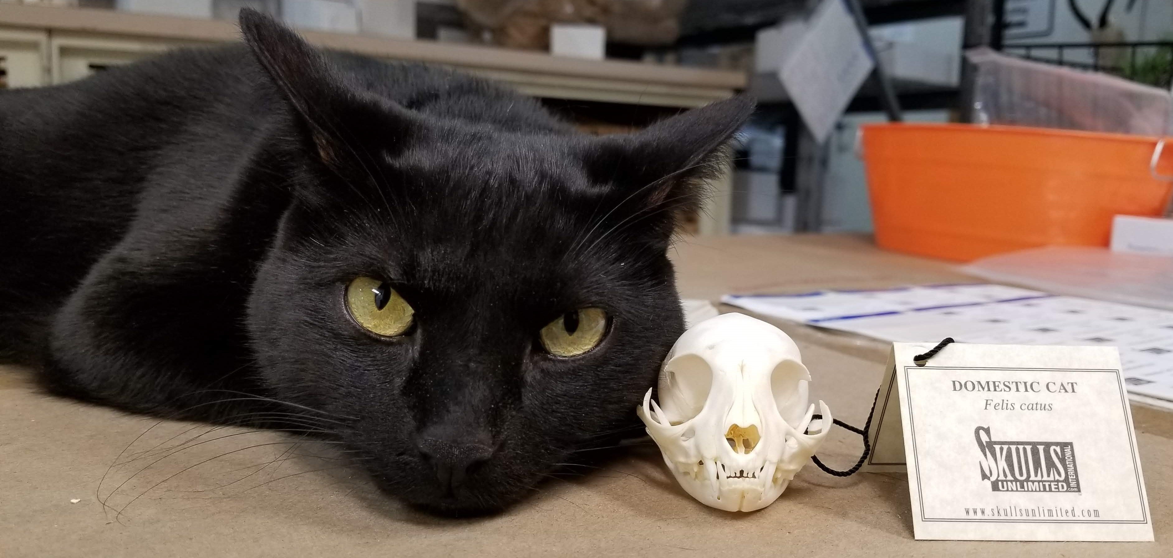 Black cat lying next to a skull model on a table with a 'Skulls unlimited' label.