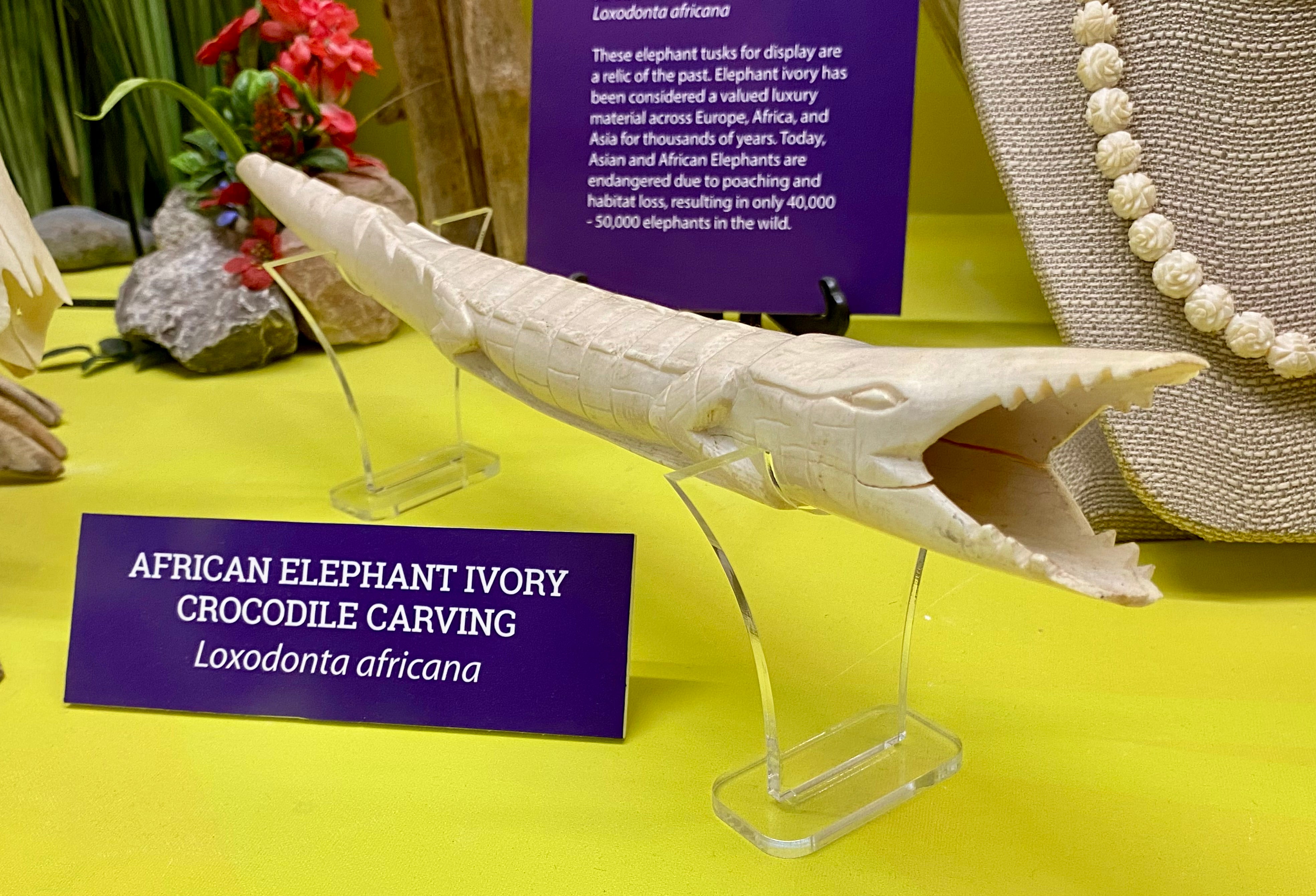 an ivory tusk carved into the shape of a crocodile.