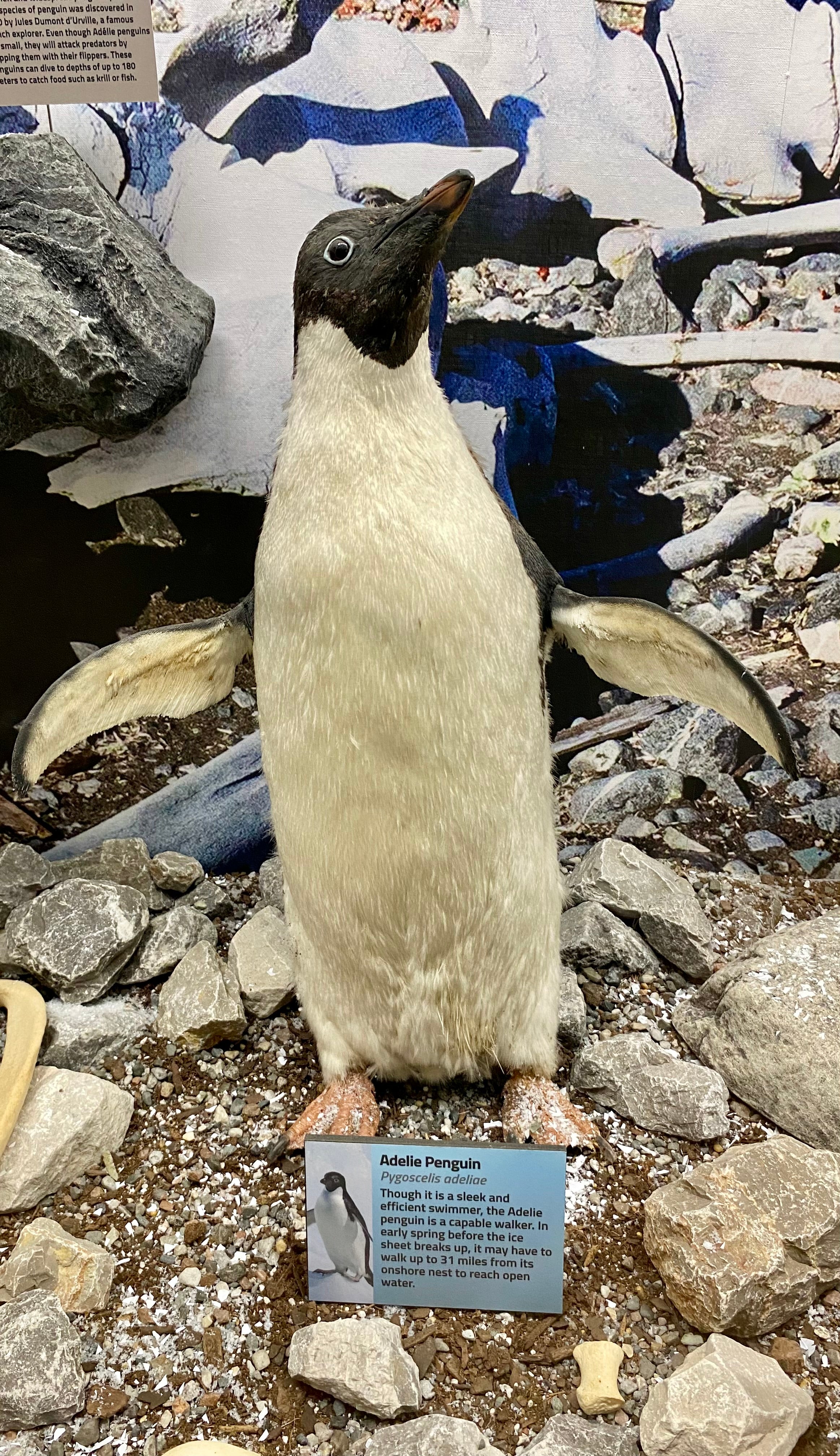a taxidermy penguin posed among rocks in a museum.