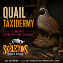 Promotional graphic for a quail taxidermy class at Skeletons Museum of Osteology, featuring a taxidermy quail on a display base with workshop tools and text reading 'QUAIL TAXIDERMY' and '5-HOUR HANDS-ON CLASS'.