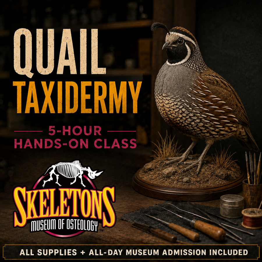 Taxidermy Class - Quail