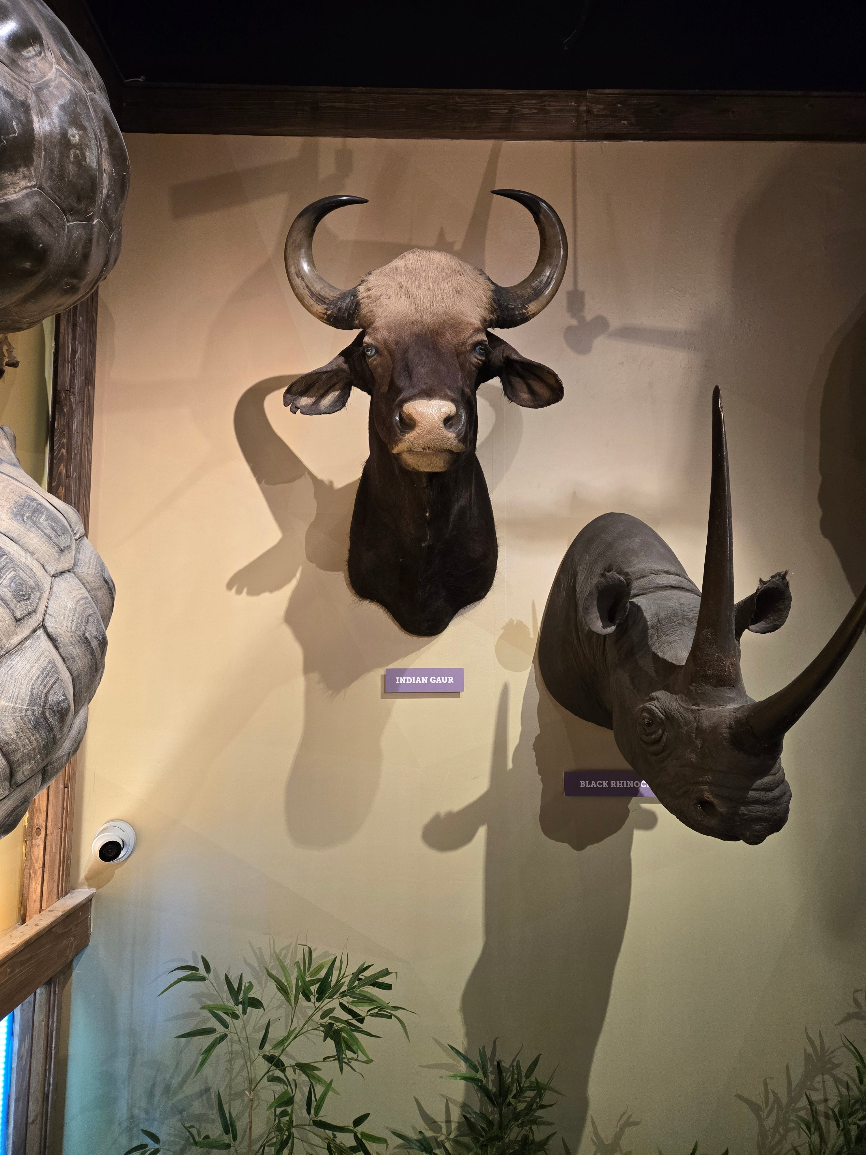 Two mounted animal heads with large horns on a wall in a museum setting.