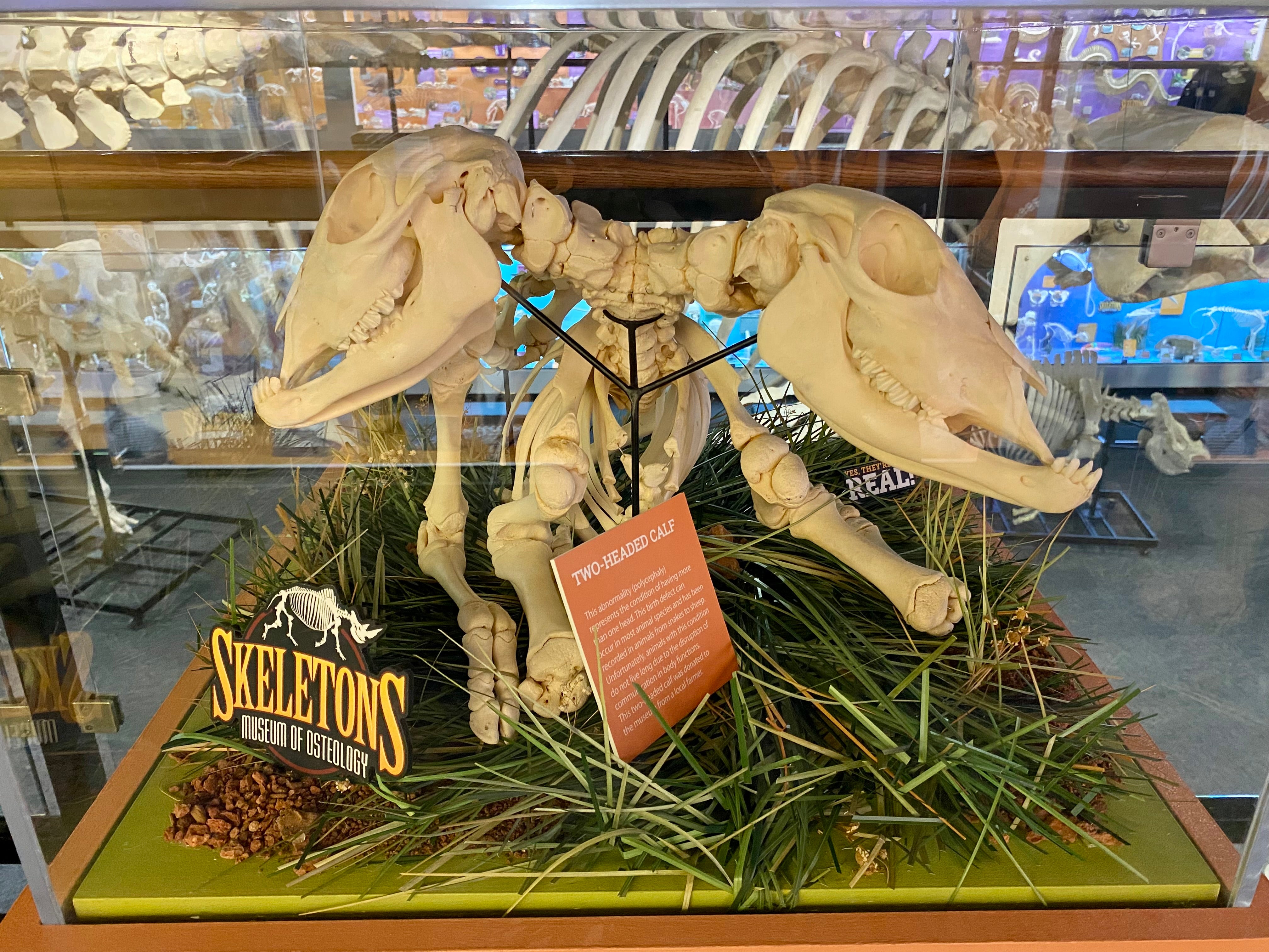 The articulated skeleton of a two headed calf.